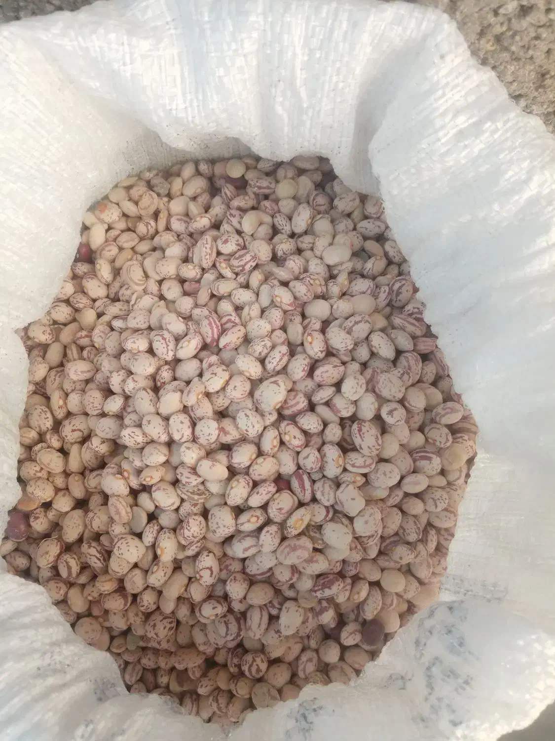 لوبیا چیتی درجه یک بوجاری شده|عمده‌فروشی|درودزن, |دیوار