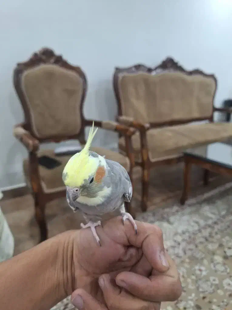 پرنده عروس هلندی فروشی|پرنده|تهران, اوقاف|دیوار