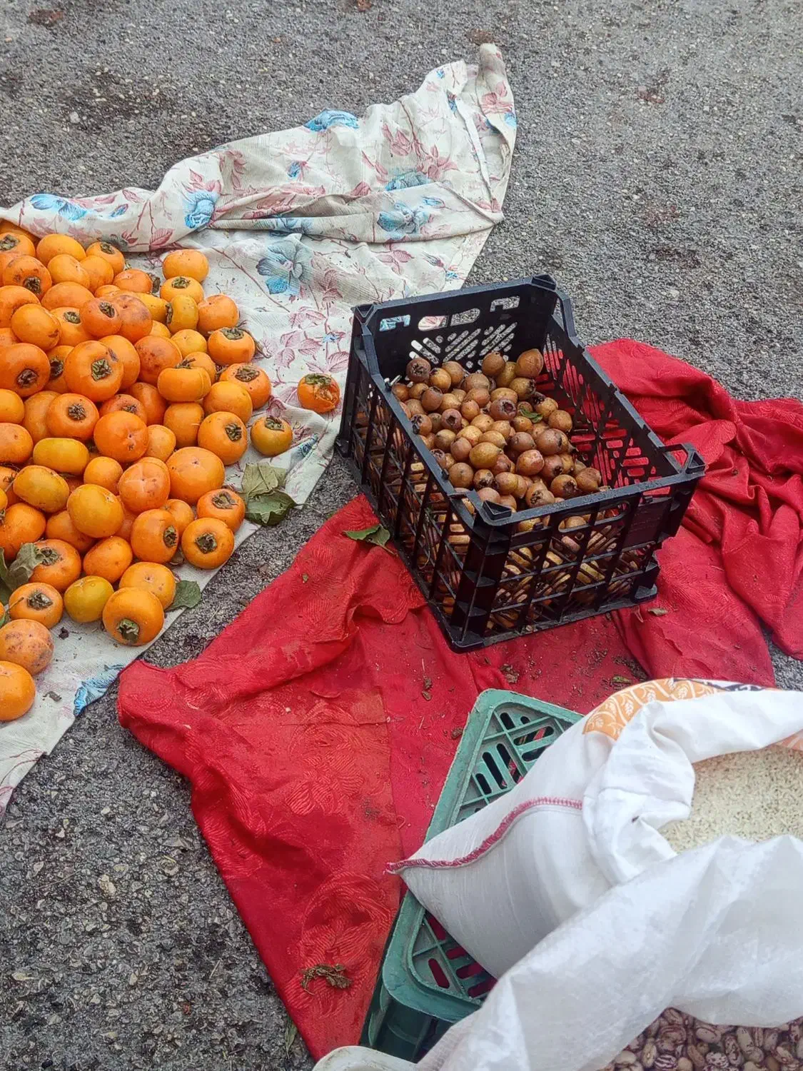 خرمالو تازه شمال ازگیل|حراج|اردبیل, |دیوار