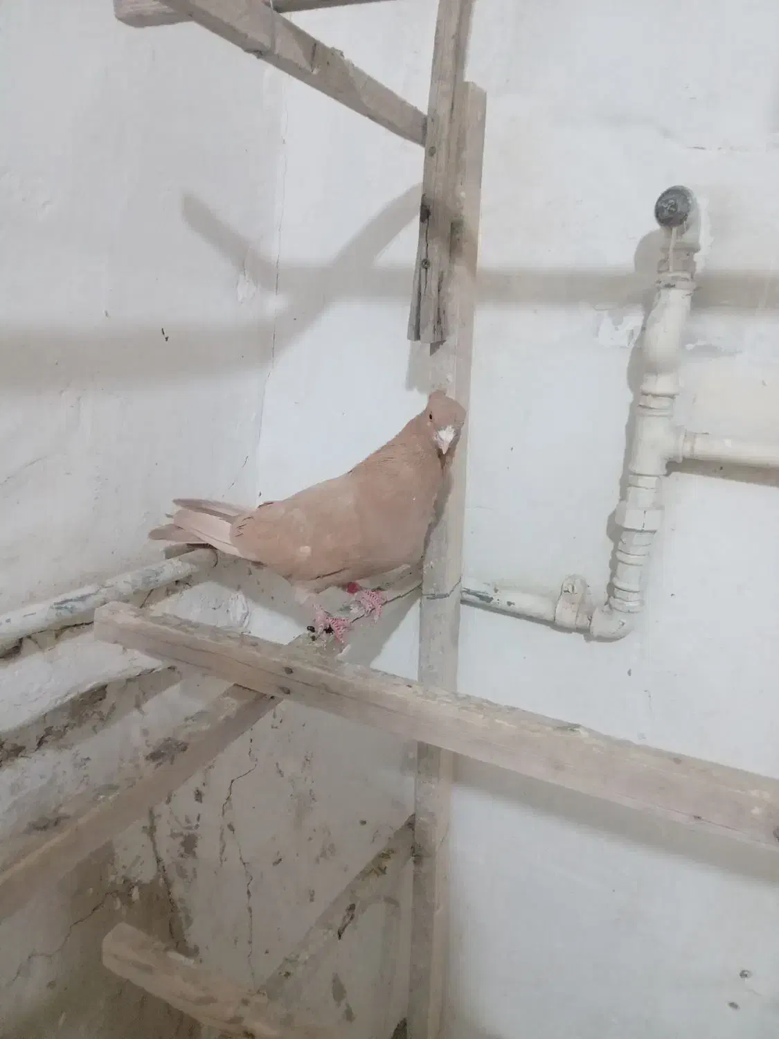 زردکاکلی|پرنده|ری, دیلمان|دیوار