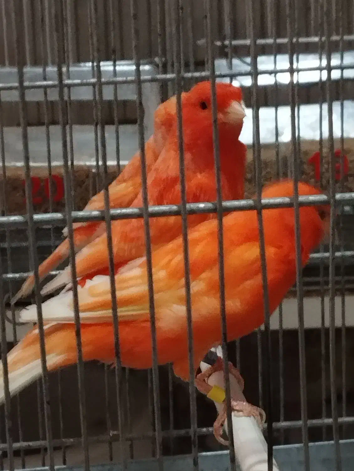 تعدادی رد فکتور و مزایکی تیب یک اورجینال|پرنده|قزوین, |دیوار