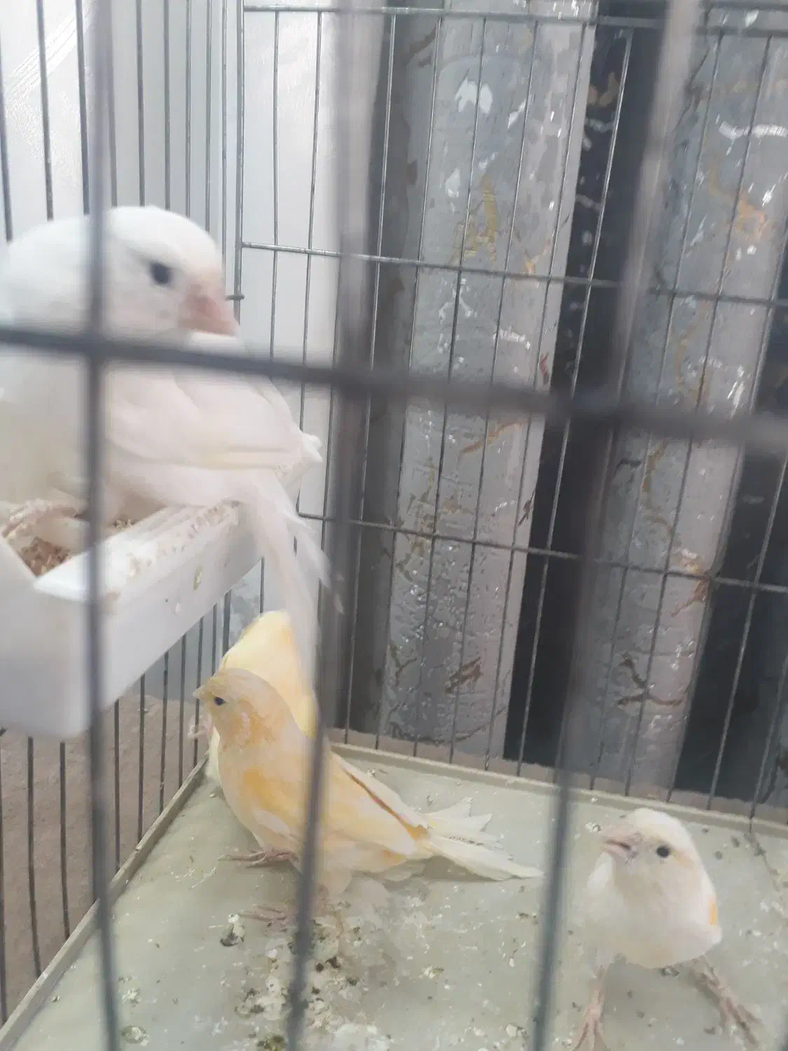 قناری ماده  جوجه امسال آماده|پرنده|ری, شهادت|دیوار