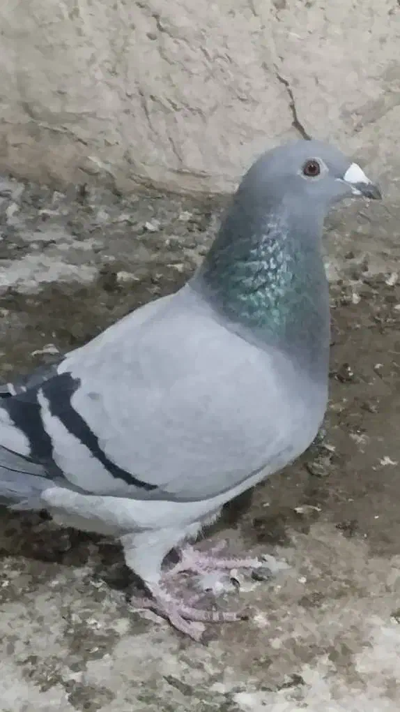 مسافتی ماده|پرنده|هیر, |دیوار