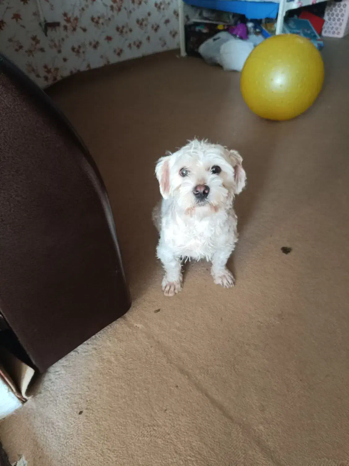 حیوانات|سگ|تربت‌حیدریه, دیزقند|دیوار