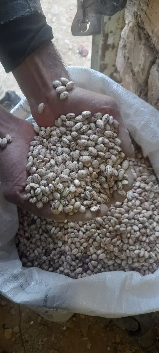 لوبیا چیتی خوشگل و تمیز درجه یک|عمده‌فروشی|فریدونشهر, |دیوار