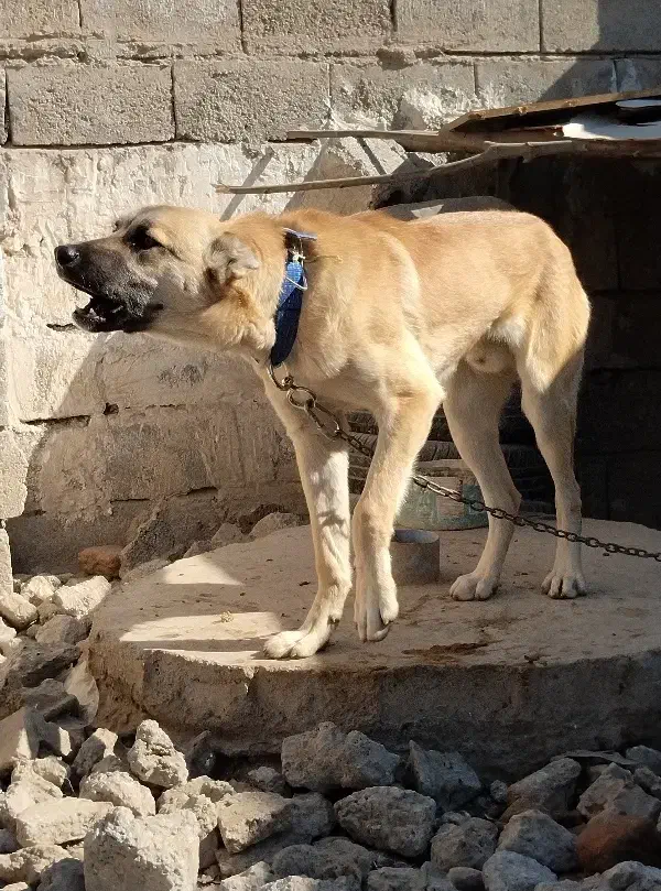 سگ سرابی نگهبان|سگ|اردبیل, |دیوار