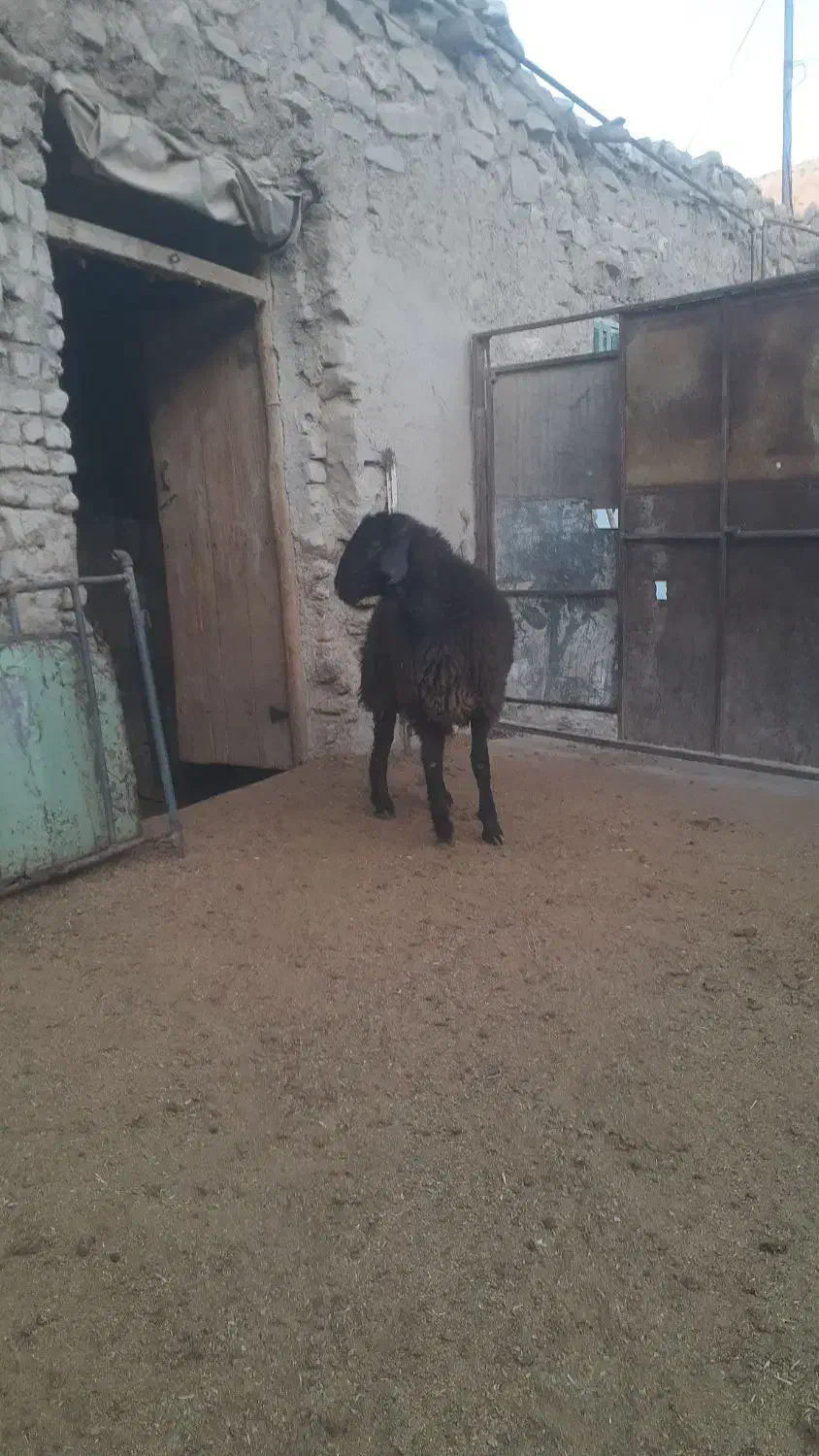 فروش‌بره‌قوچ‌همو|حیوانات مزرعه|شیروان (خراسان), |دیوار