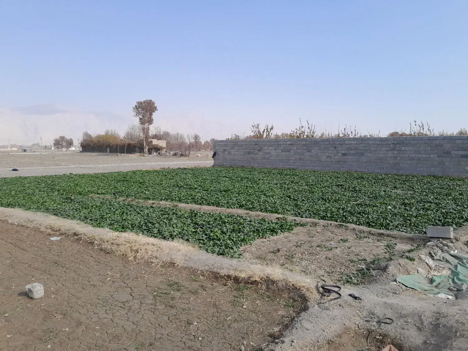 فروش اسفناج بومی در زمین|خوردنی و آشامیدنی|پیر بکران, |دیوار