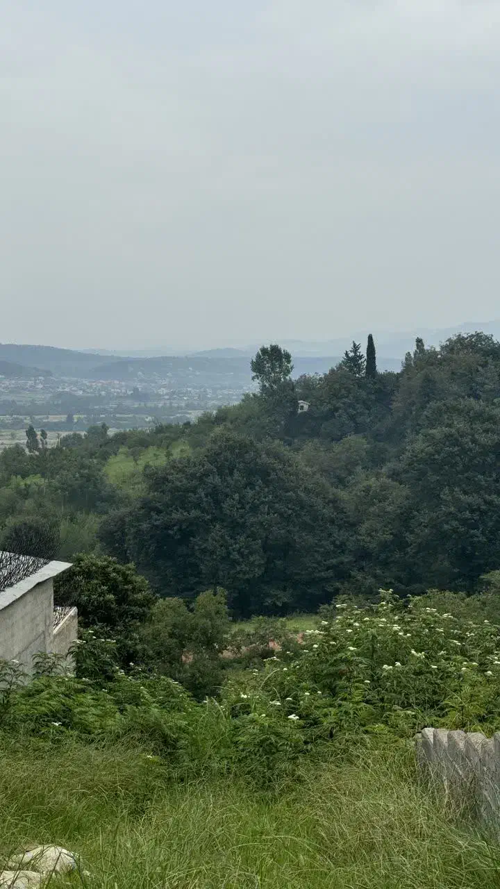 ۱۰۰۰ متر زمین باغ میوه در بابلکنار|فروش دفتر صنعتی، کشاورزی، تجاری|مرزیکلا, |دیوار