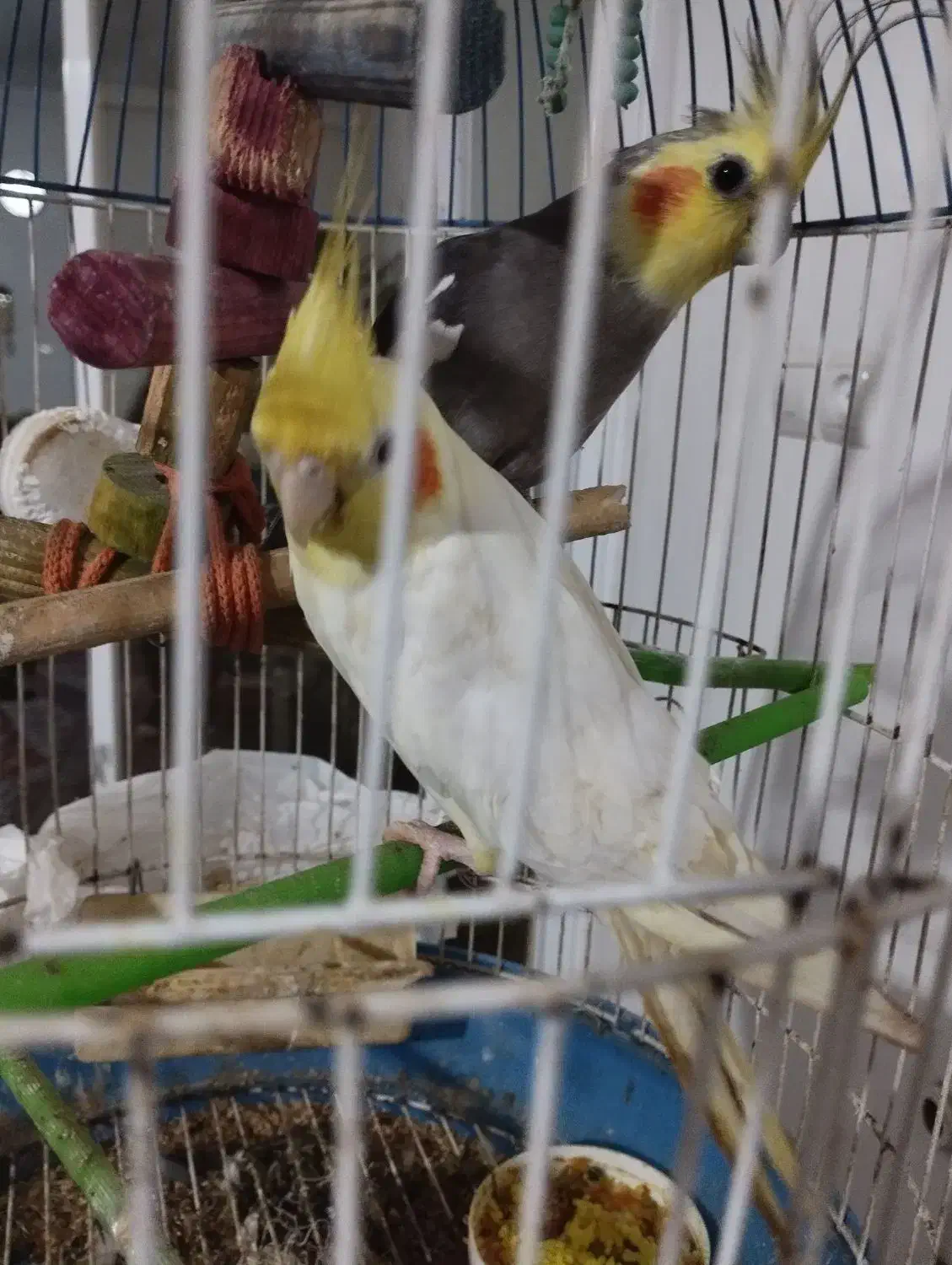 طوطی عروس،هلندی و لوتینو|پرنده|آمل, |دیوار