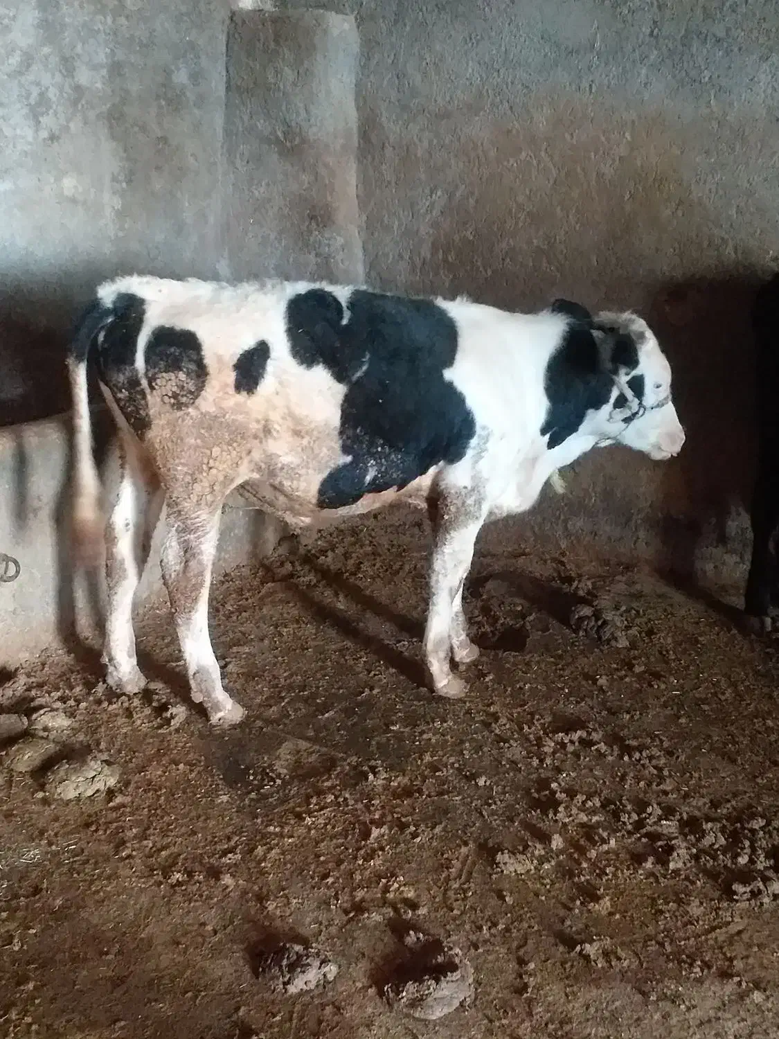 یک راس گوساله نرسیمینتال ویک راس گاوباگوساله ماده|حیوانات مزرعه|شیروان (لرستان), |دیوار