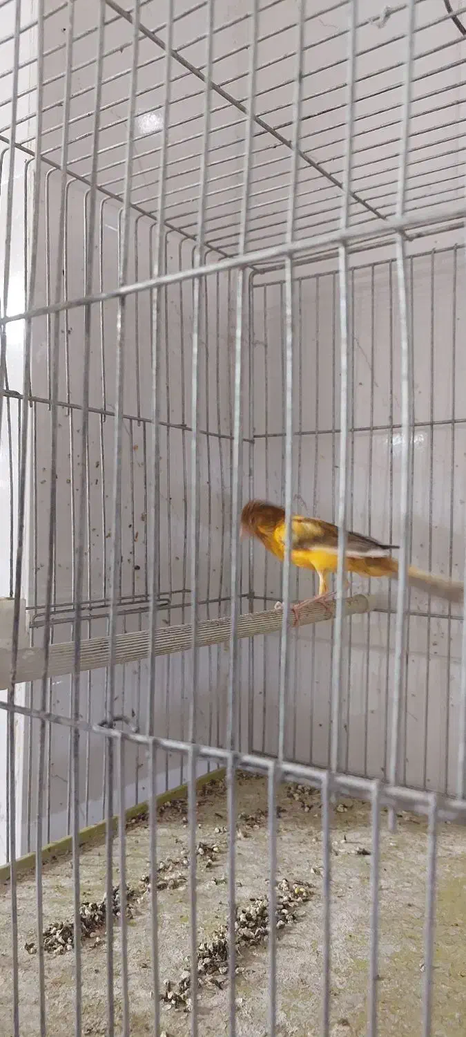 قناری|پرنده|شیراز, جانبازان|دیوار