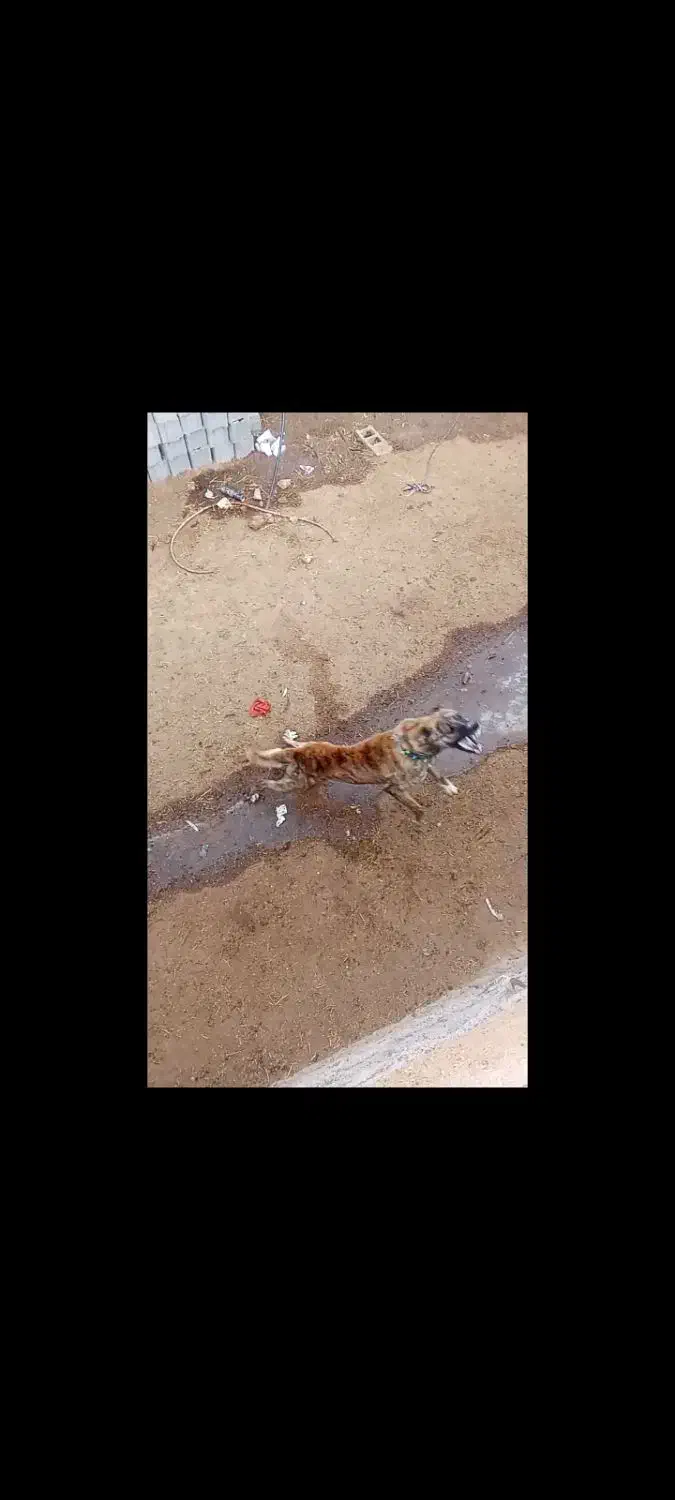 سگ نگهبان|سگ|تربت جام, جامرود|دیوار