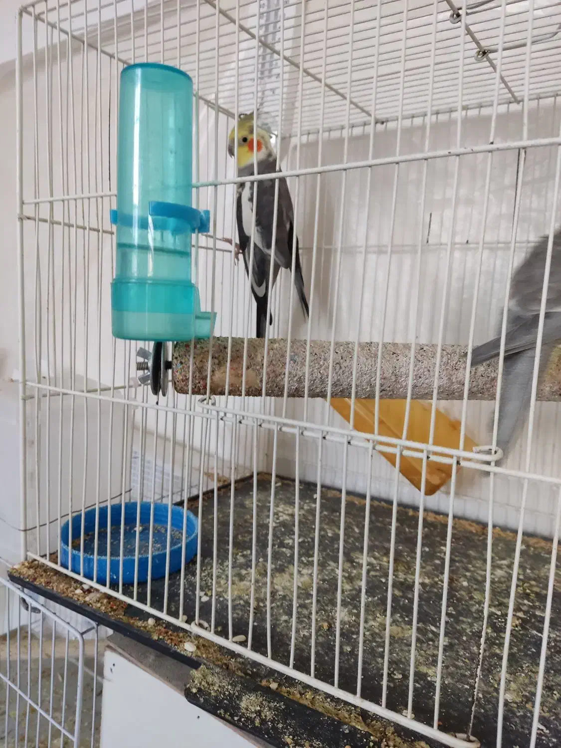 سلام یک دوچرخه سوار|پرنده|قائن, |دیوار