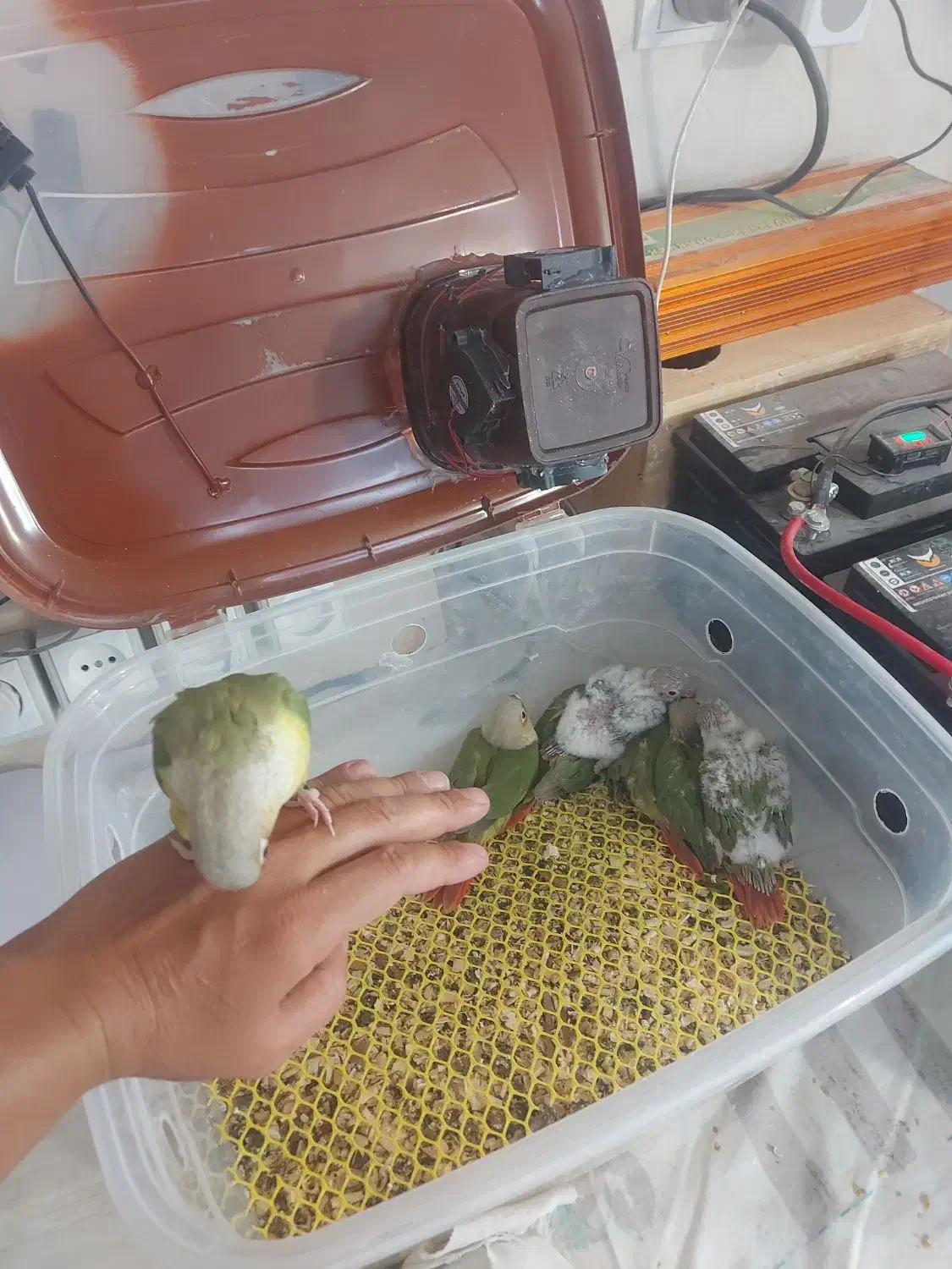 فروش گرینچیک فول رام و دستی|پرنده|شیراز, تحویلی|دیوار