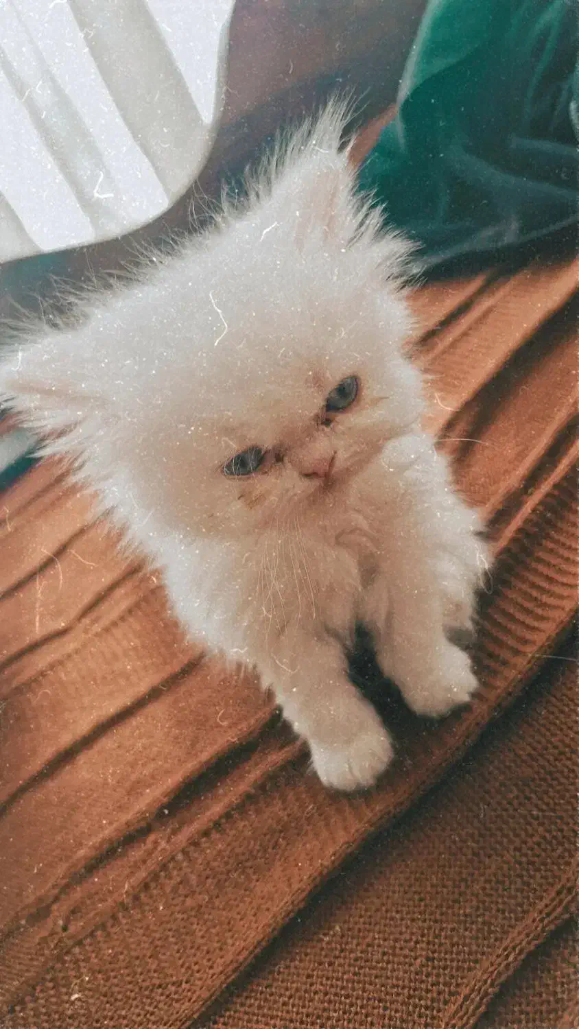 گربه پرشین ردپوینت|گربه|تهران, جوانمردان (اندیشه)|دیوار