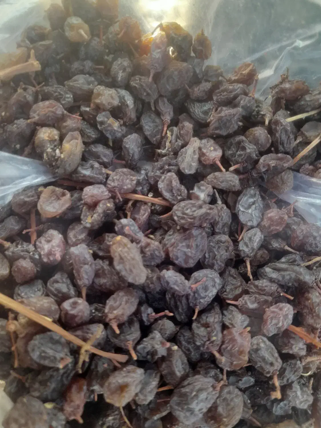 فروش کشمش و فخری دسته چین اینا وانگور دوشاب|خوردنی و آشامیدنی|ملکان, |دیوار