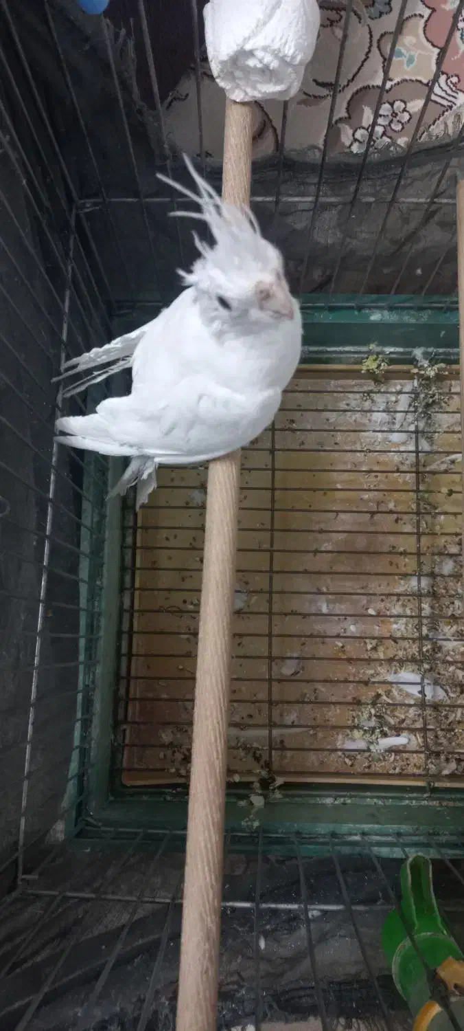 عروس هلندی البینو|پرنده|باغ بهادران, |دیوار