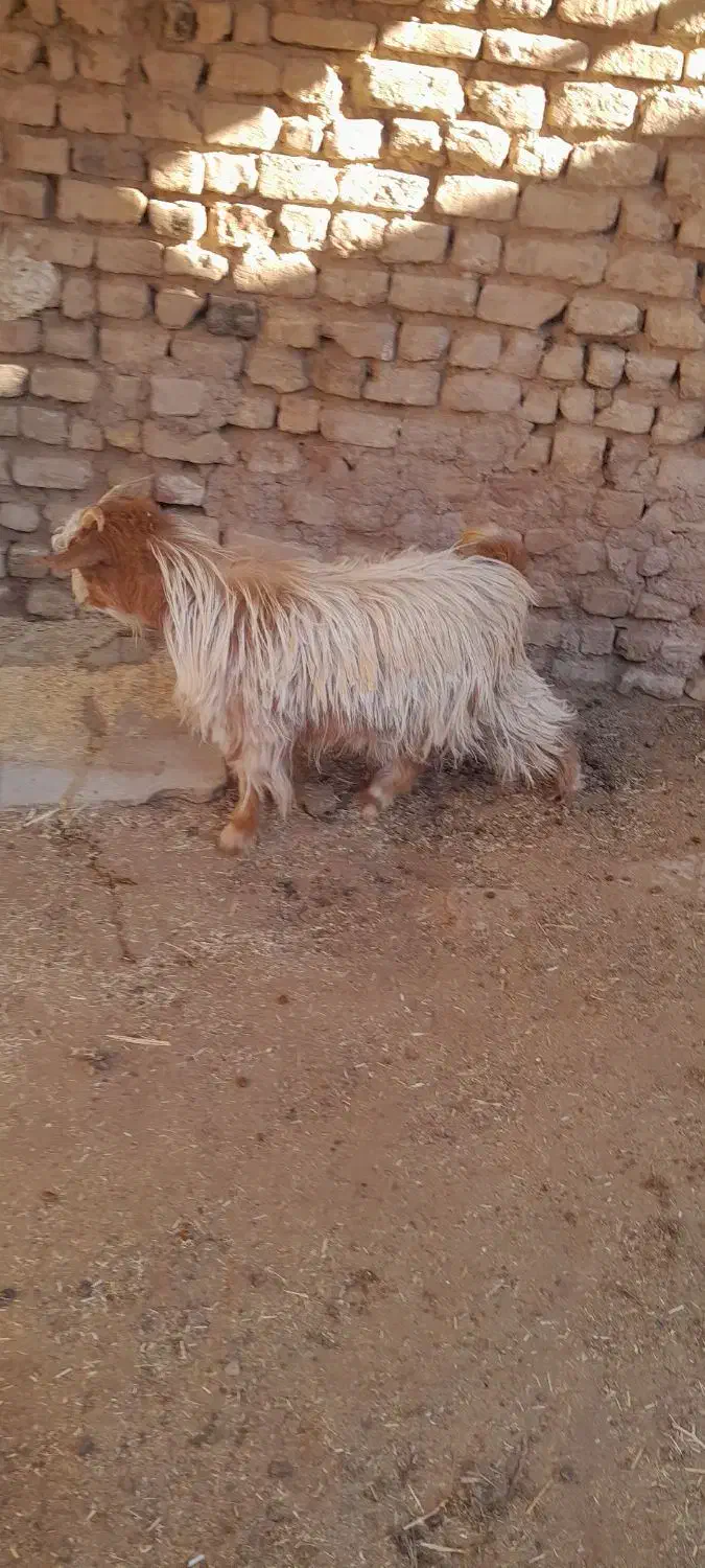 دو راس بز  یکیش آبستن سنگین|حیوانات مزرعه|زرندیه, |دیوار