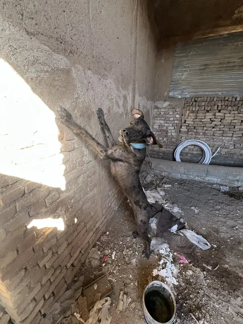 گریدین9ماهه شناسنامه دارواکسن خورده|سگ|بردسکن, |دیوار