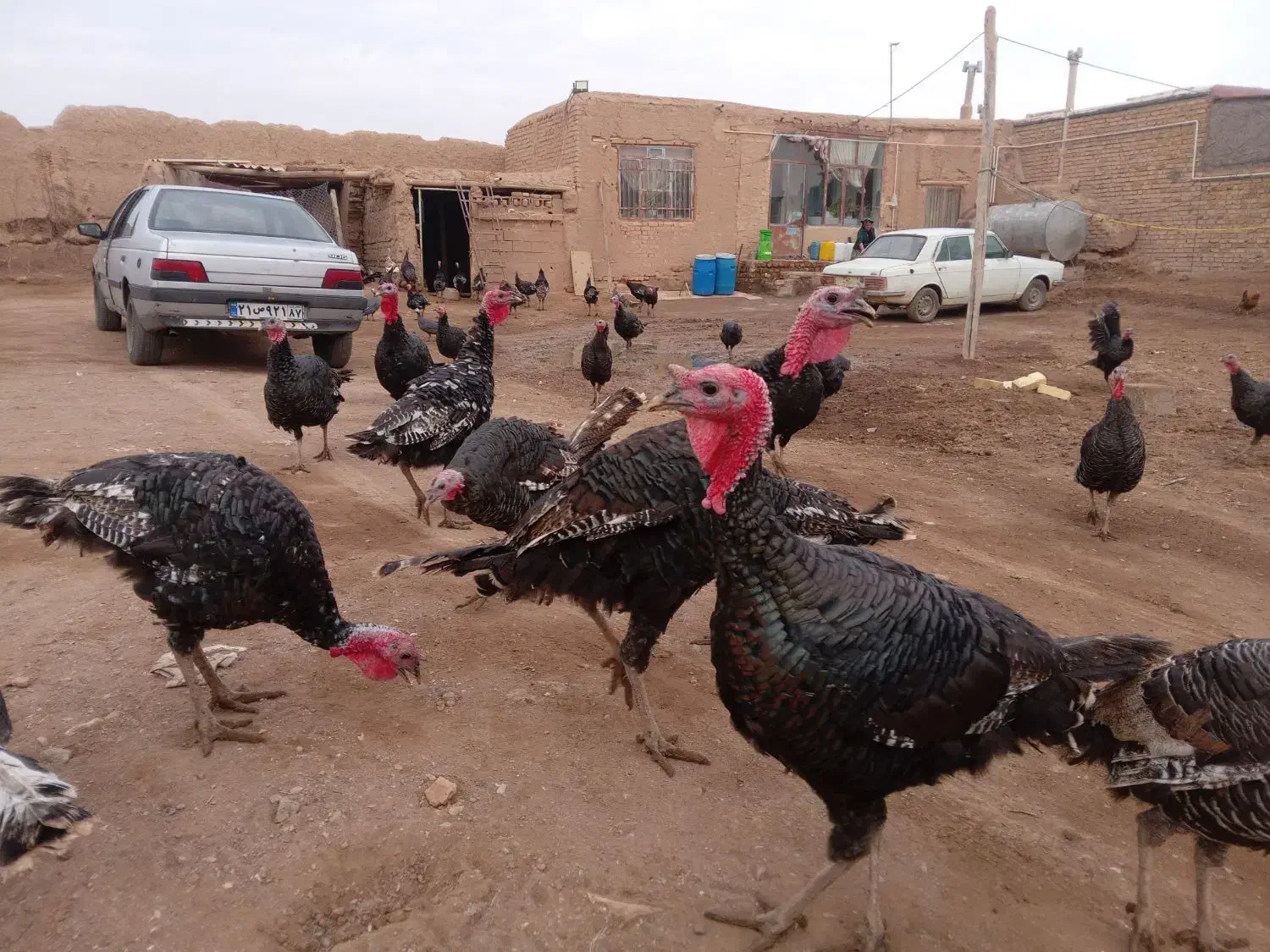 بوقلمون|حیوانات مزرعه|دشتابی, |دیوار