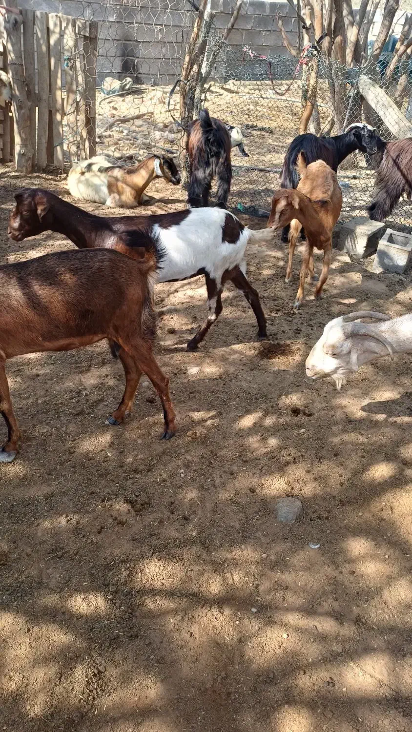 چپشت وبز|حیوانات مزرعه|میناب, |دیوار