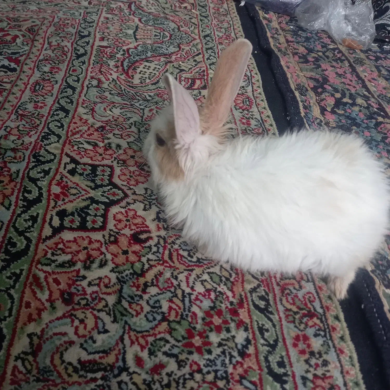 خرگوش لپ|موش و خرگوش|کرمان, |دیوار