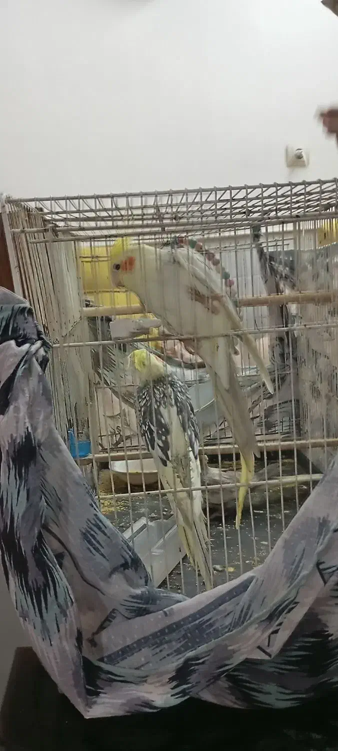 سه عدد عروس هلندی|پرنده|نیشابور, ابراهیمی|دیوار