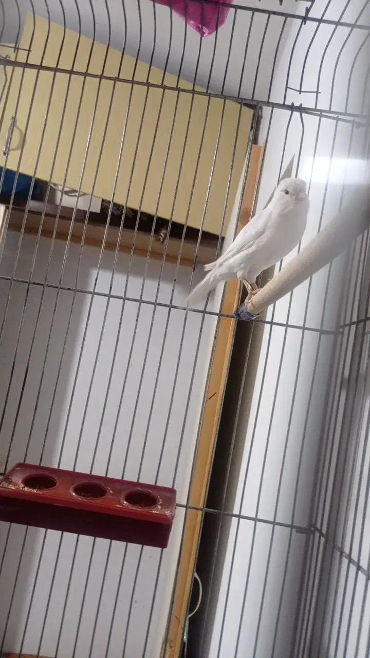 قناری|پرنده|دلیجان, |دیوار