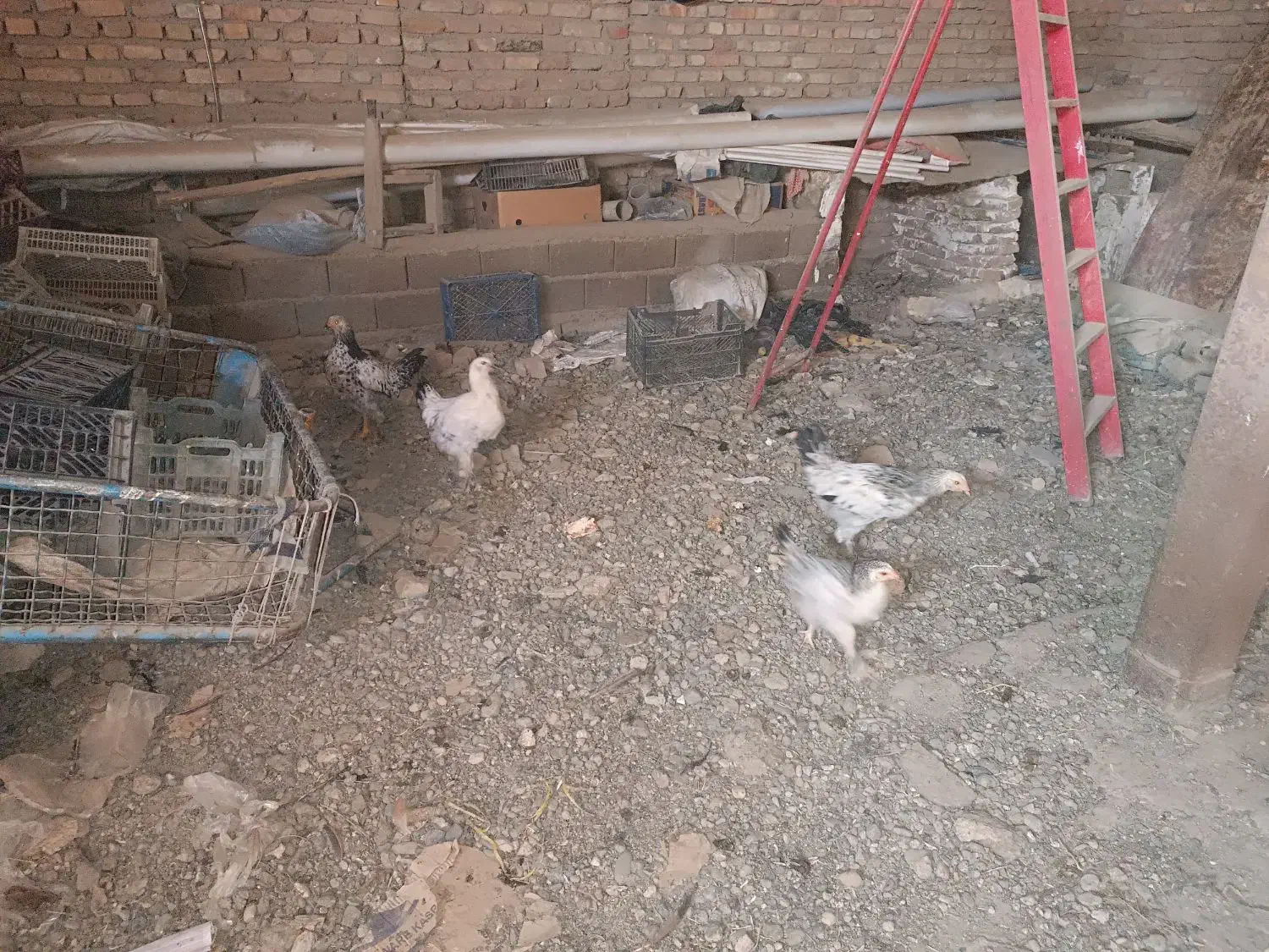 خروس جوجه|حیوانات مزرعه|نقده, |دیوار