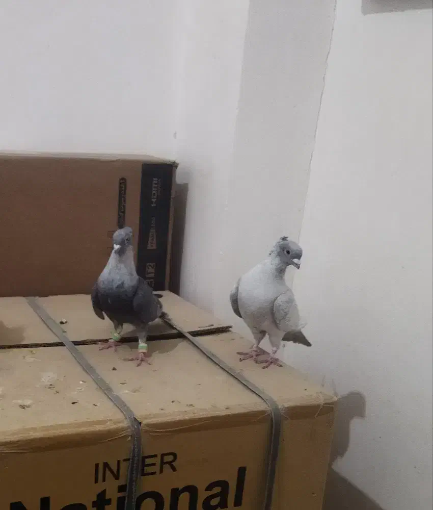 کبوترموشی|حیوانات|میانه, |دیوار