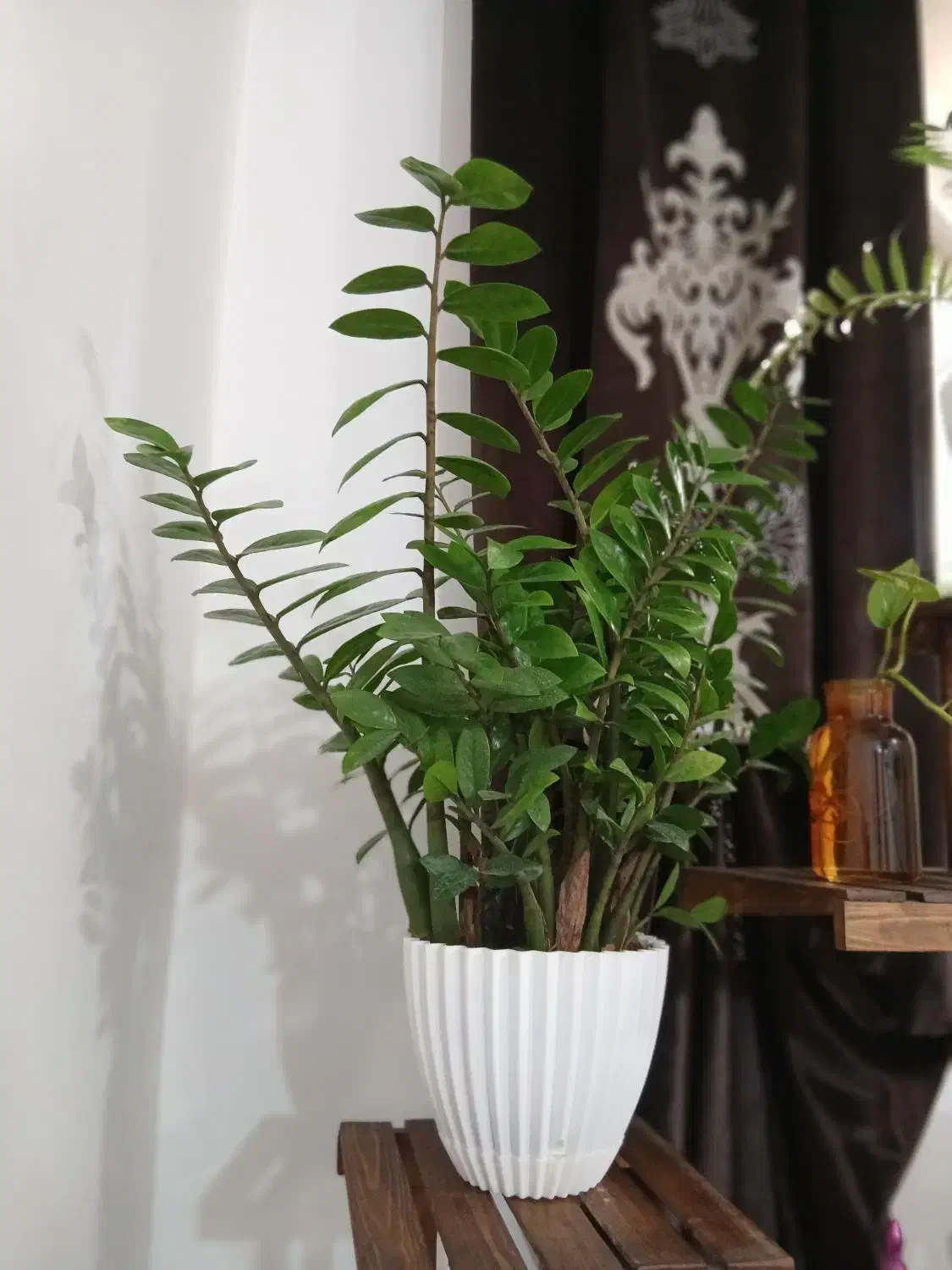 زامفولیا ۱ساله ریشه پر و سرحال و باکیفیت|گل و گیاه طبیعی|قائم‌شهر, |دیوار