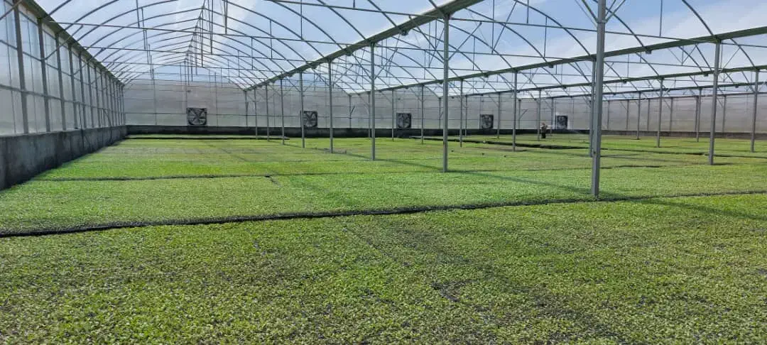 سازه.گلخانه.۱۲۰۰۰متر|عمده‌فروشی|گلبهار, شهر جدید گلبهار|دیوار