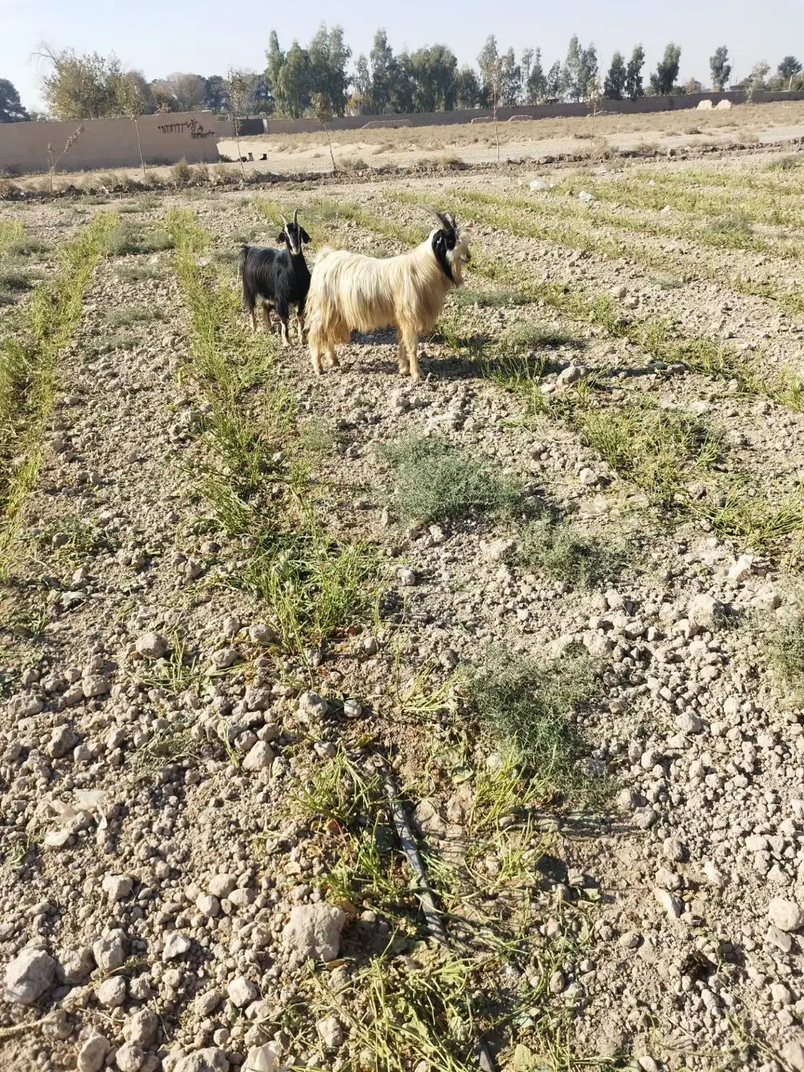 نربز|حیوانات مزرعه|جوادآباد, |دیوار