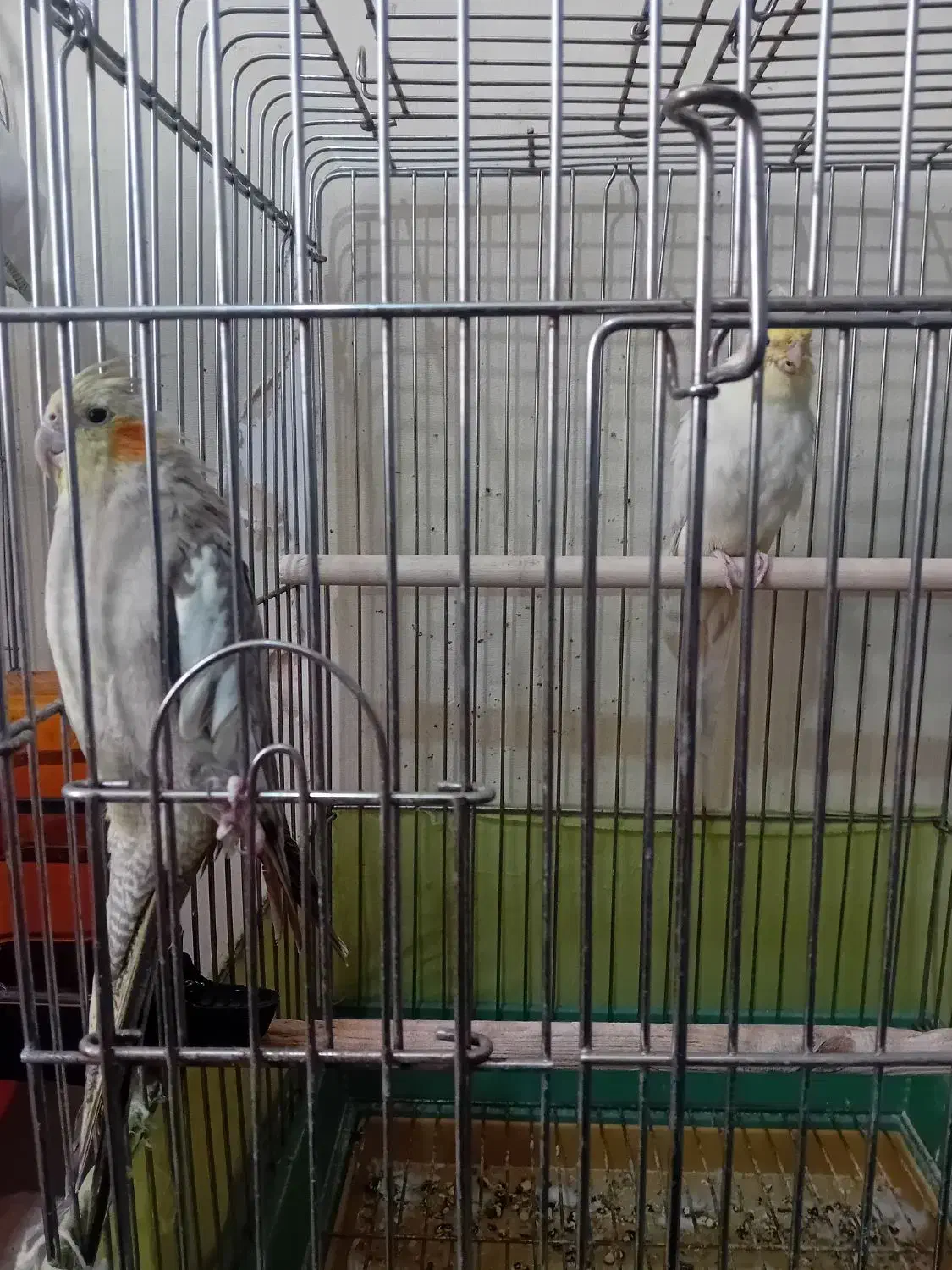 عروس هلندی مولد|پرنده|قرچک, پویینک|دیوار