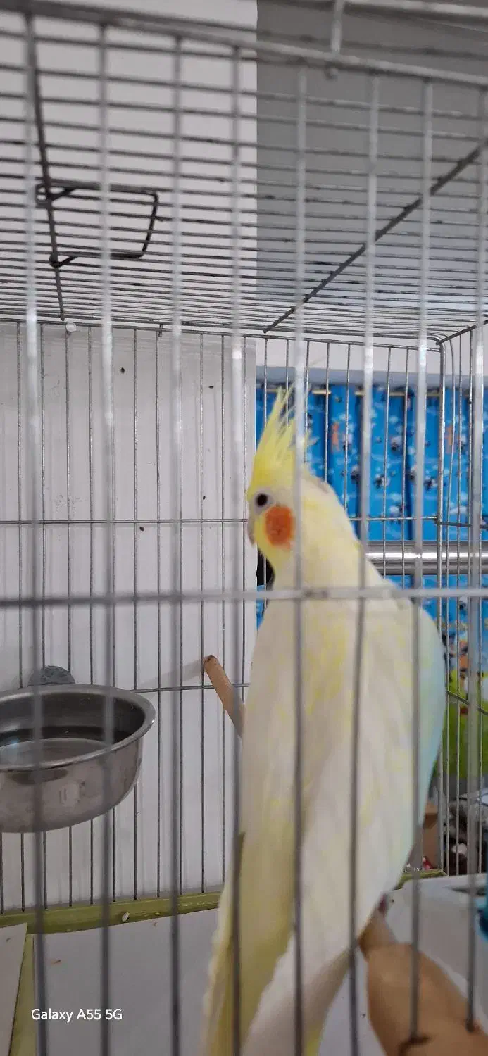 عروس هلندی لوتینو تاج بلند|پرنده|تهران, شهرک نفت|دیوار