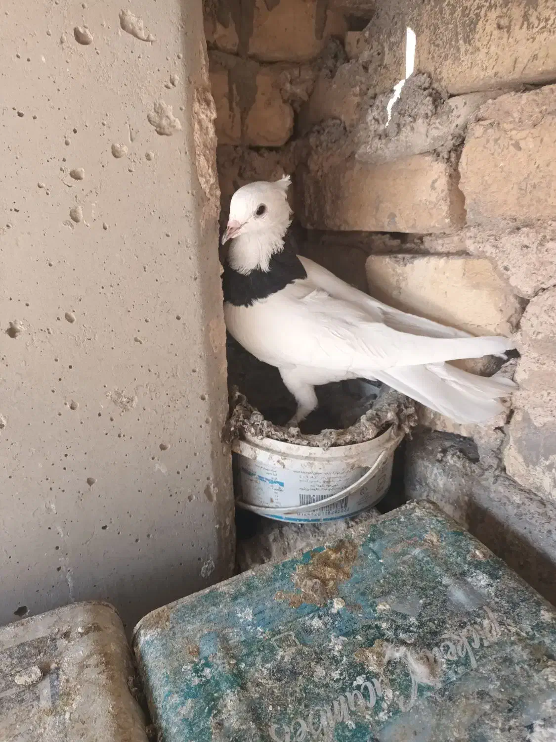 کبوترطوقی|پرنده|پیر بکران, |دیوار