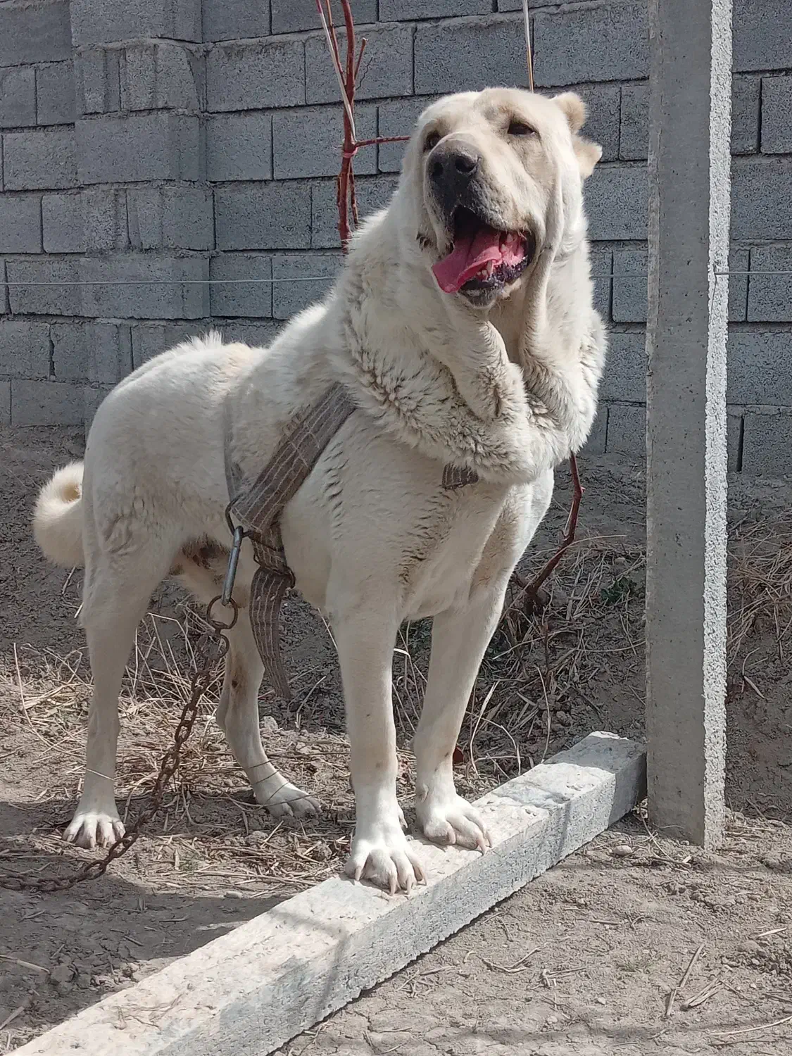 واگزاری‌سگ‌نگهبان|سگ|صومای برادوست, |دیوار
