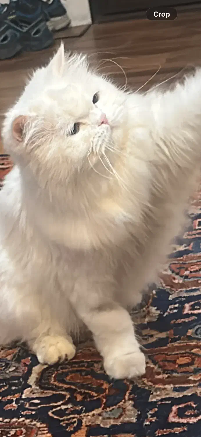 واگذاری گربه پرشین|گربه|مشهد, هنرستان|دیوار