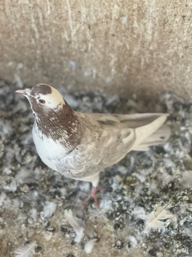 ۳ عدد کبوتر غریبگیری عالی|پرنده|شهریار, شهریار|دیوار