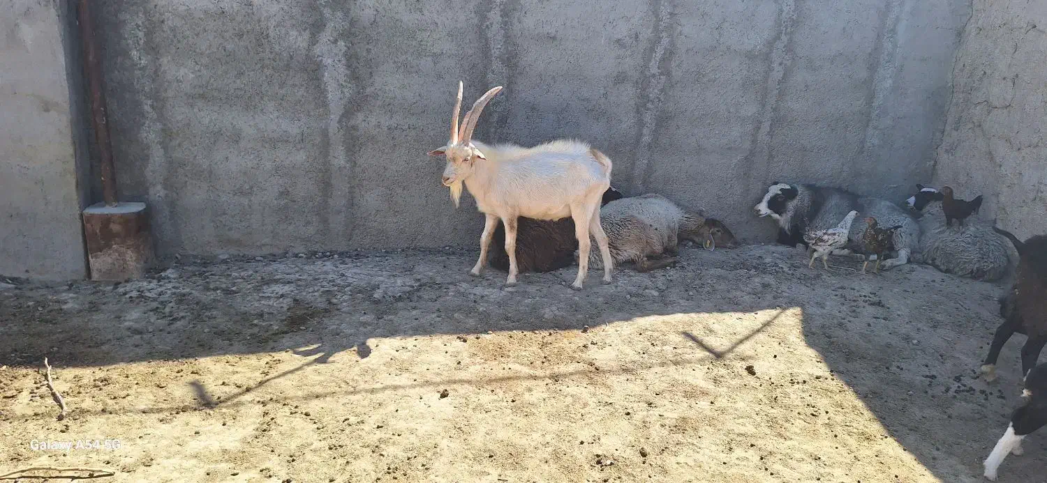 فروش نر بز سانن|حیوانات مزرعه|اسفراین, |دیوار