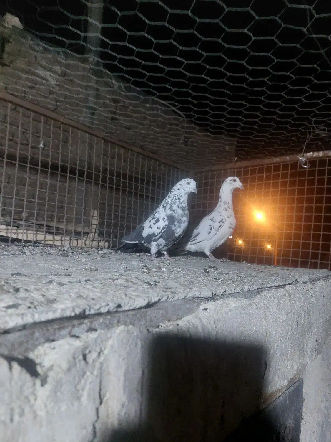 کبوتر|پرنده|بیرجند, |دیوار