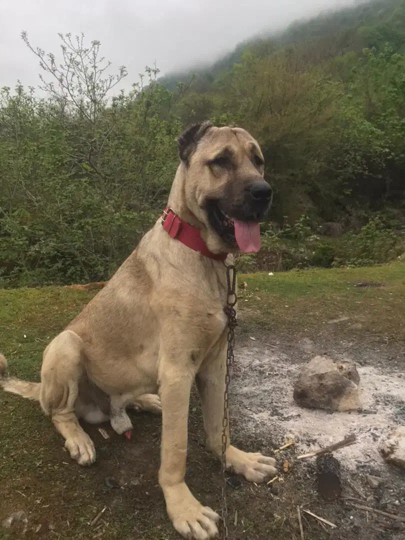 سگ کانگال|سگ|نوشهر, |دیوار