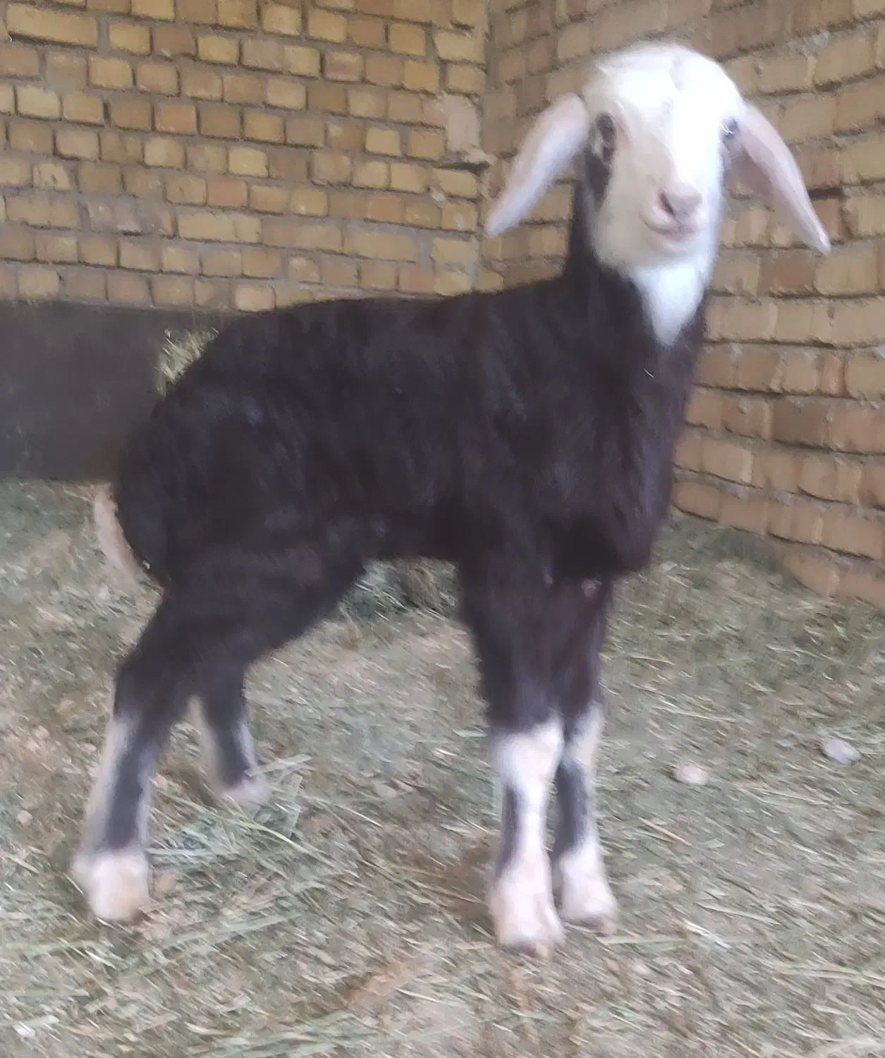 فروش انواع بره شیری نر و ماده درجه یک|حیوانات مزرعه|خرمآباد, |دیوار