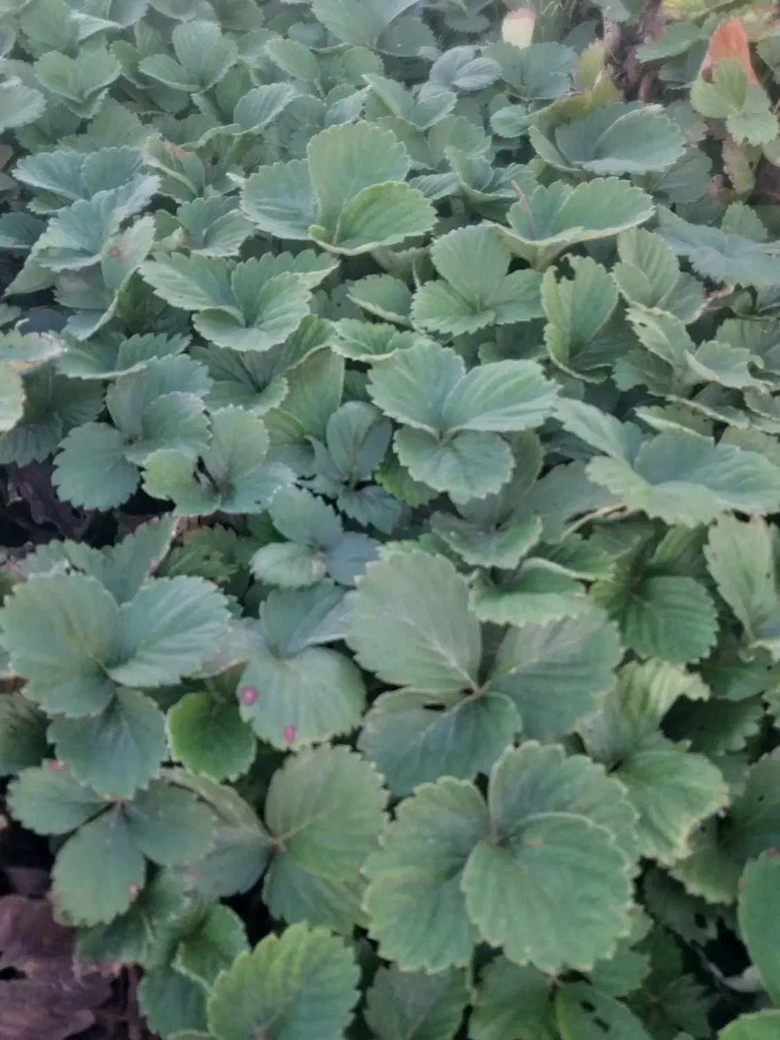 توت فرنگی نهال کاماروس‌دانه ای|حراج|خان ببین, |دیوار