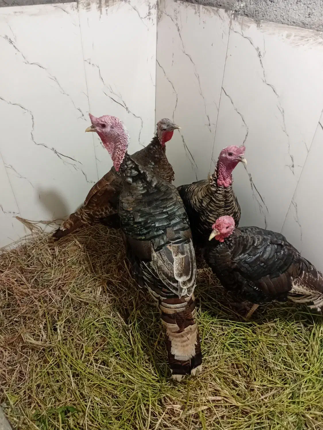 بوقلمو ۴عدد|حیوانات مزرعه|خوی, |دیوار