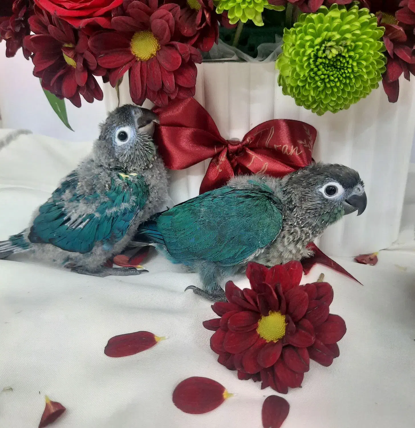 گرینچیک، جوجه سرلاکی، تراکویس نرمال|پرنده|تهران, دهقان|دیوار