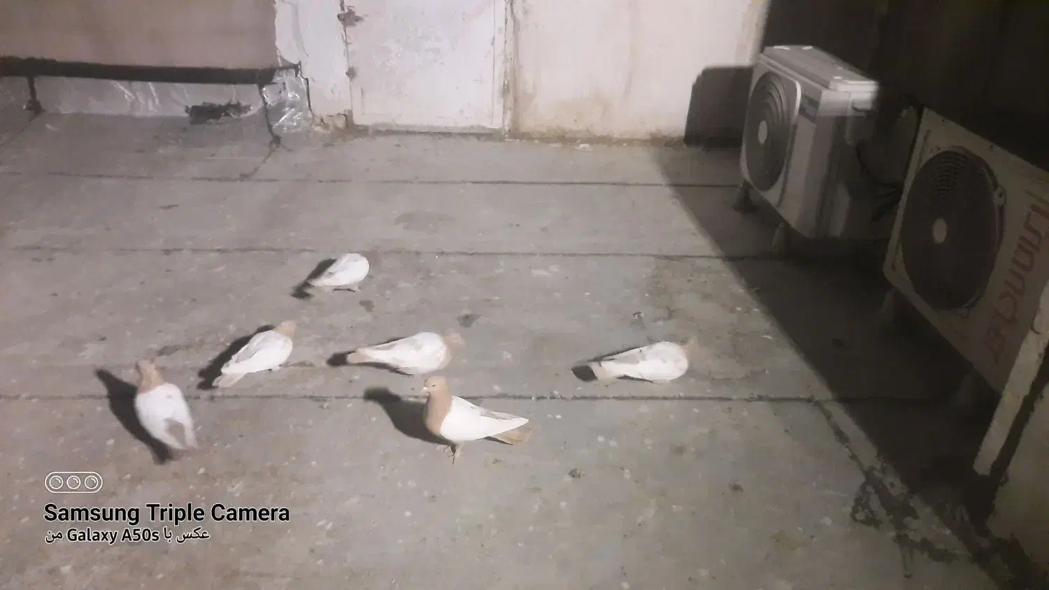 کبوترماده|حیوانات|شیراز, عادل آباد|دیوار