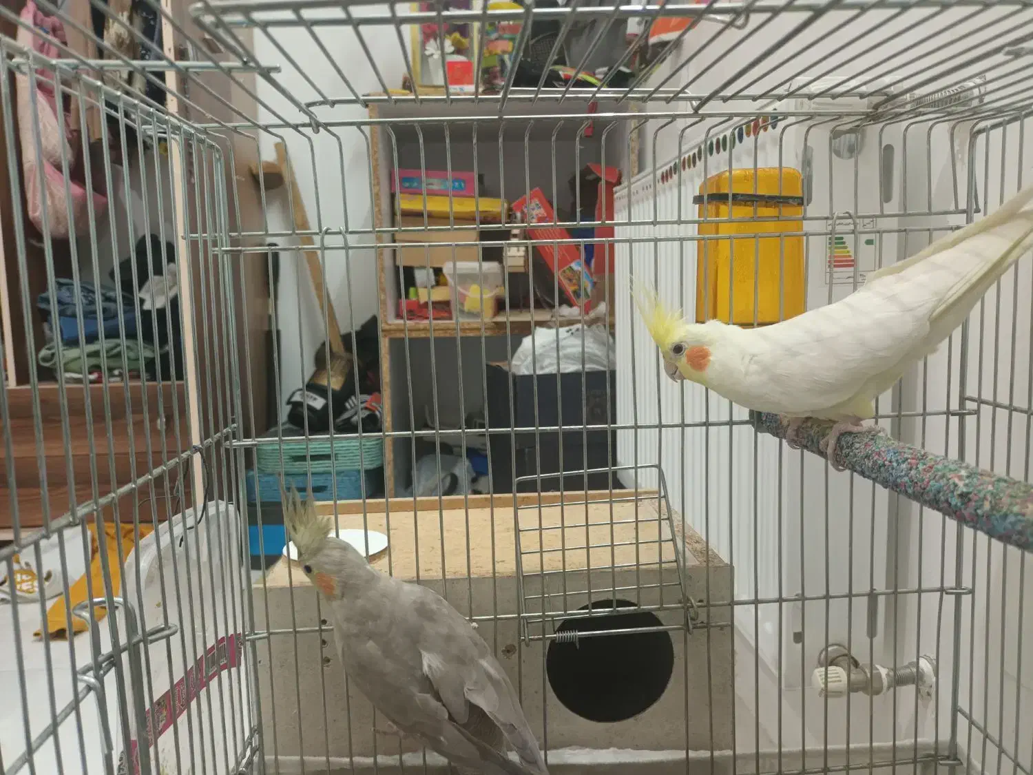 یک جفت عروس هلندی مولد|پرنده|شاهین‌شهر, پارک بانک استان|دیوار