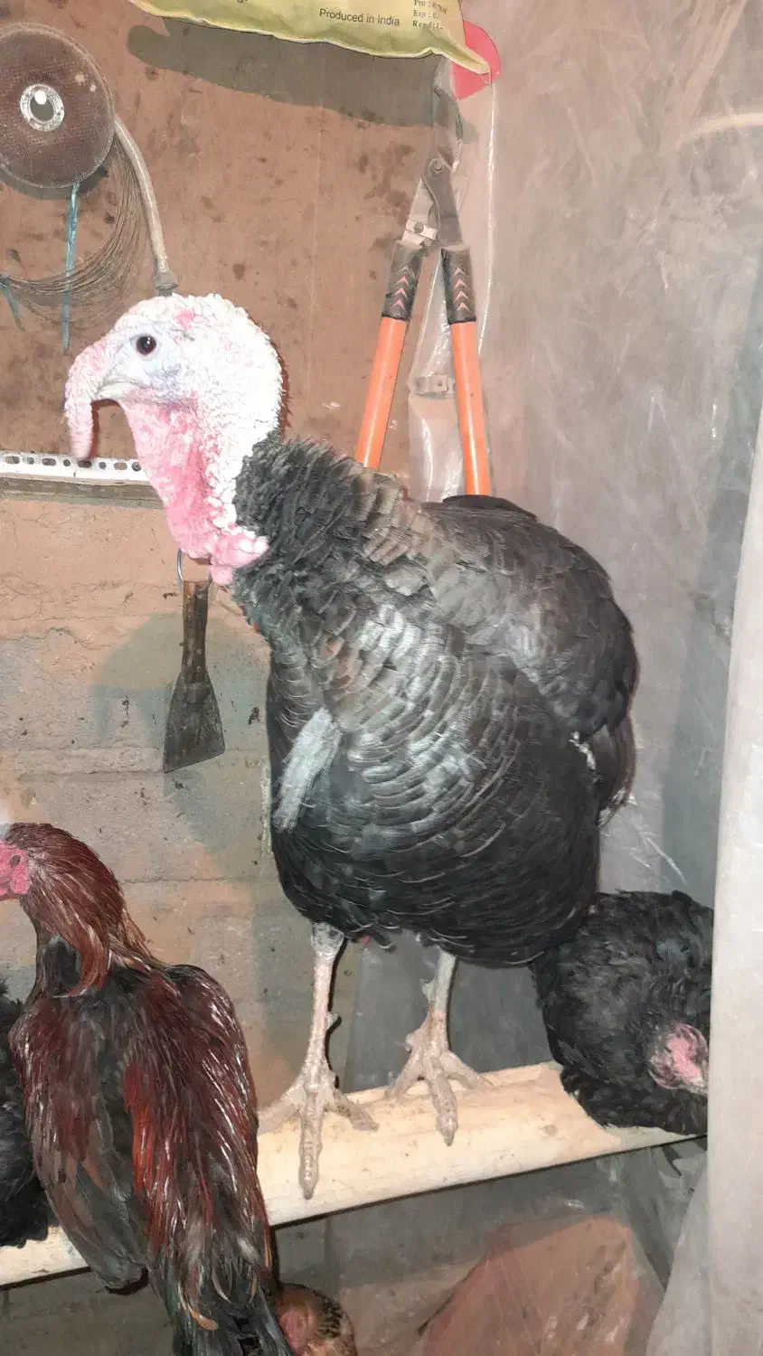 بوقلمون|حیوانات مزرعه|تکاب, |دیوار